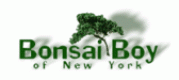 Bonsai Boy US