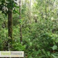 ForestFinance